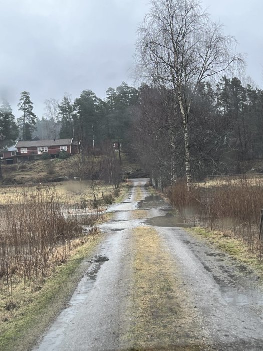 Översvämmad grusväg genom ängar med synliga vattensamlingar och träd i bakgrunden.