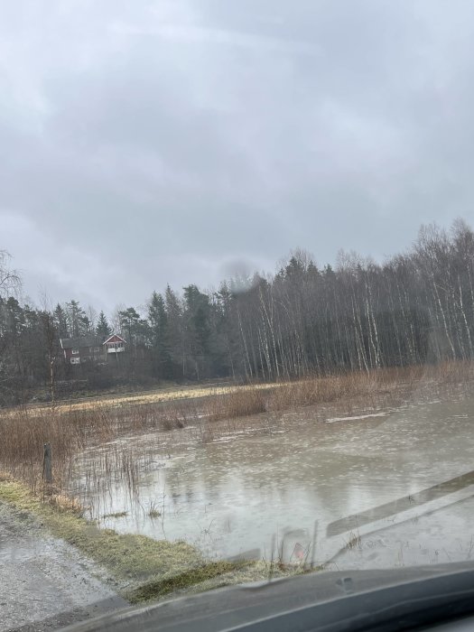 Översvämmad äng och delvis vattentäckt grusväg med skog och hus i bakgrunden.