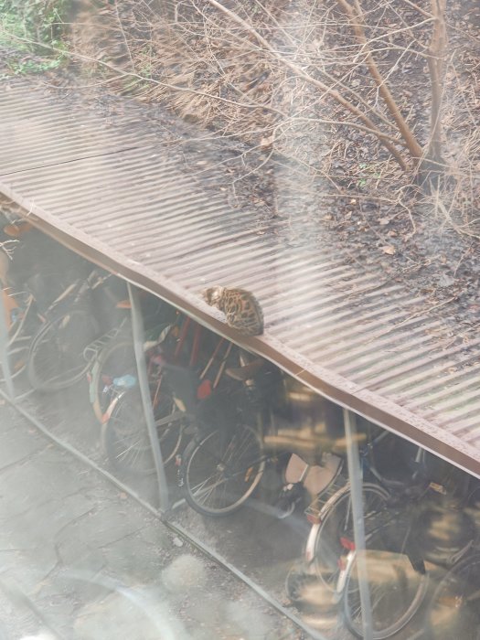 Katt tittar upp från tak av cykelskjul med cyklar under, sedd genom suddigt fönster.