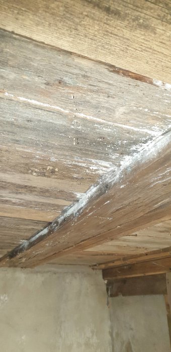 Skadat och sprött träbjälklag med vita påväxter och små hål, indikerar möjlig träskada eller röta i en gäststuga.