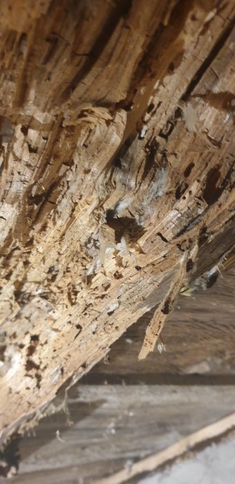 Närbild på en skadad träbjälke med märken av röta och insektsangrepp, synliga hål och spindelnätsliknande strukturer.