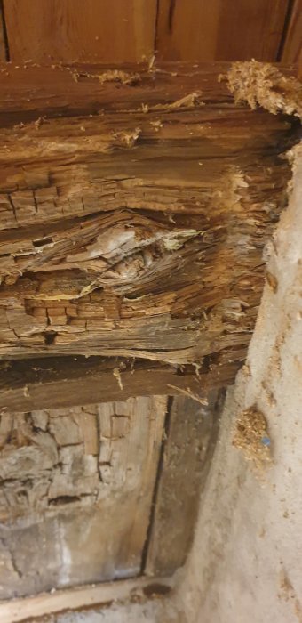 Skadade träbjälkar med synliga sprickor och förmultning indikerar rötskador och insektsangrepp i en gammal källare.