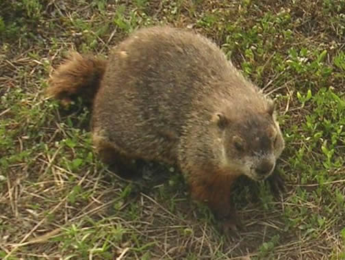 En jordmurkla, även känd som groundhog, vandrar på en gräsmatta.