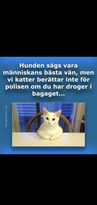 Vit katt med tassarna gömda under kroppen som ser ut som en kroppsvakt, sitter vid ett bord.