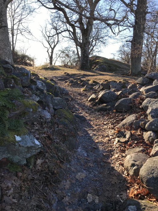 Stig i skog med stenmurar och löv på marken, omgiven av kala trädstammar och vinterljus.