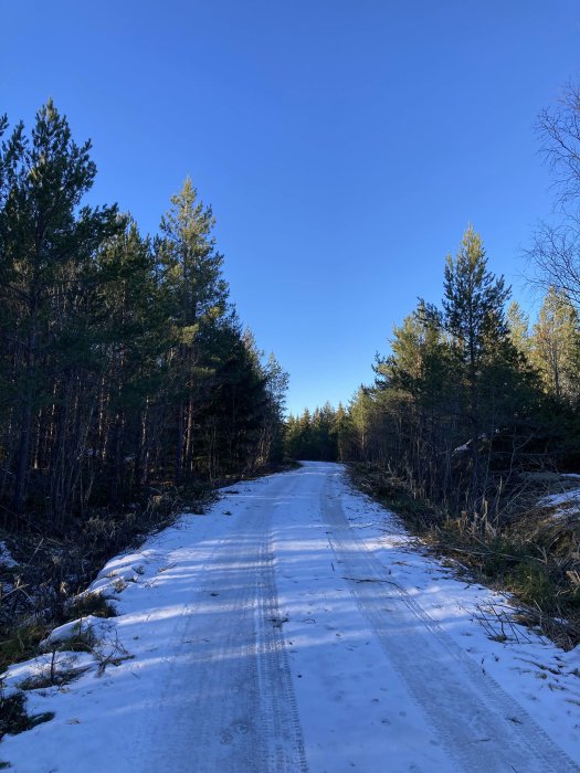 Skogsväg täckt av snö med träd på båda sidor och blå himmel ovanför.