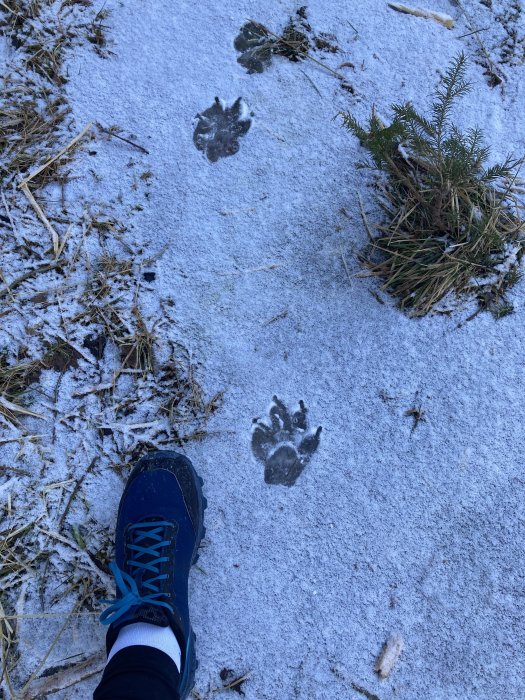 Djurspår i snö bredvid en vandringskänga och grönt växtlighet.