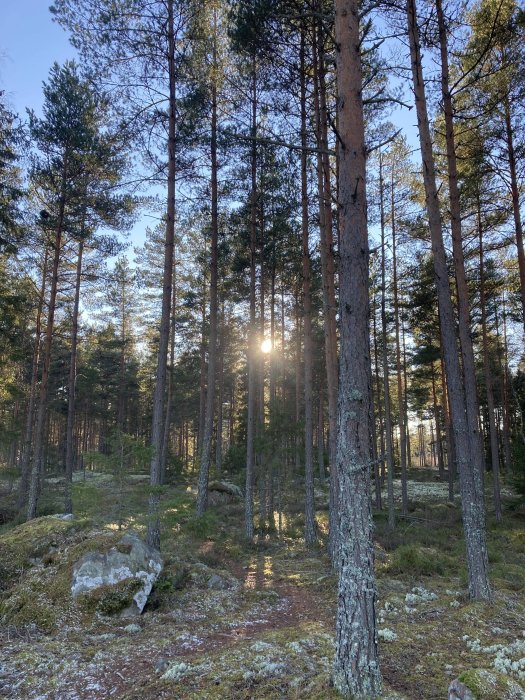 Solstrålar som lyser genom tall och gran i en skog med mossiga stenar och en liten stig.