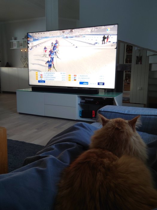 Katt tittar på längdskidåkning på TV från en soffa täckt med en blå filt.