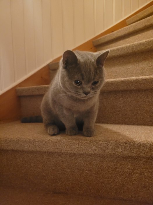 Grå kattunge sitter majestätiskt på trappsteg och ser ned.