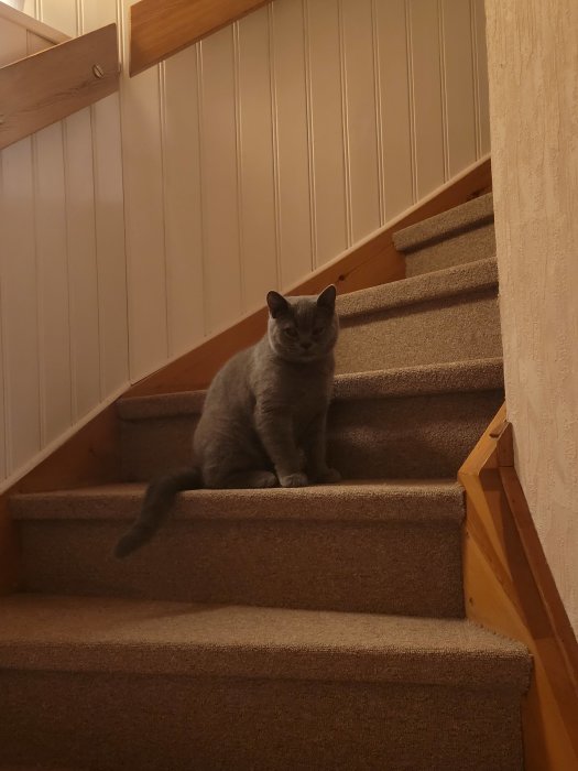 En ståtlig grå katt sitter majestätiskt på en trappa med beige matta.