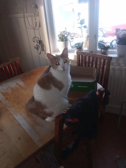 Brun och vit katt sitter på ett köksbord framför ett fönster med snöutsikt.