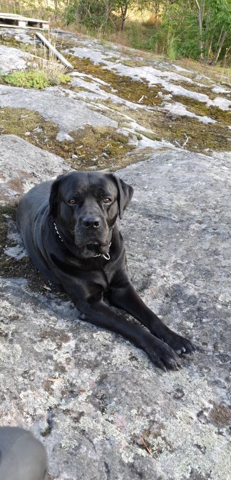 Svart hund sitter lugnt på en klippa med mossa och tittar in i kameran.