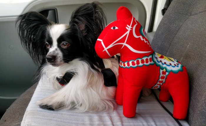 Svartvit papillonhund bredvid en röd leksakshäst på bilens säte.