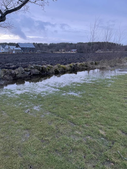 Blöt gräsmatta med vattenansamling vid en gammal stenmur mot en åker.