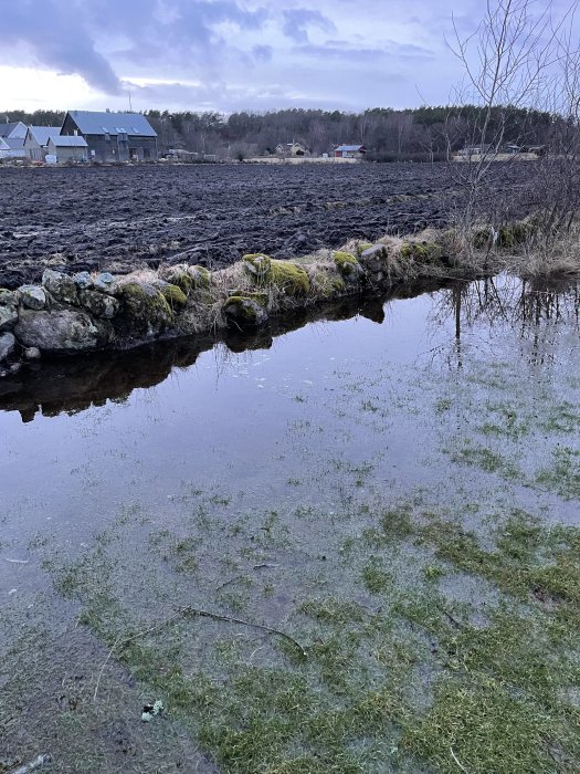 Översvämmad gräsmatta som samlar vatten vid en mossig stenmur, med åker och hus i bakgrunden.