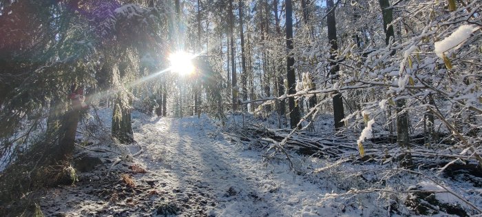 Vintrig skogsväg med snötäckta träd och lågt solljus som bryter igenom grenarna.