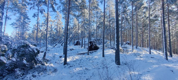 Vinterlandskap med snötäckta träd och mark i en skog med klart blå himmel.