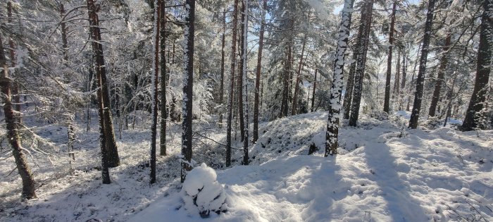 Solbelyst snötäckt skog med tallar och snöklädda mark.