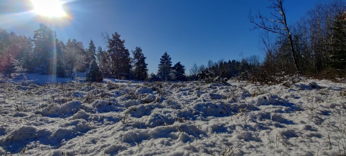 Vinterlandskap med snötäckt mark och träd under en klarblå himmel med solen skinande.