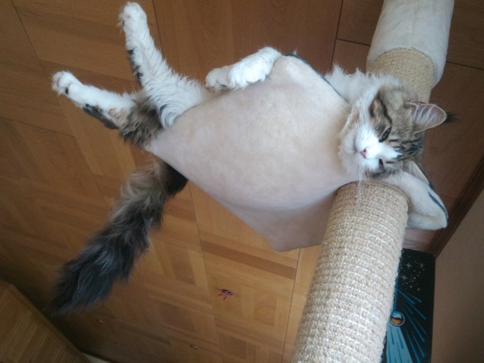 Stor katt ligger avslappnat på en för liten hylla och hänger över kanten.