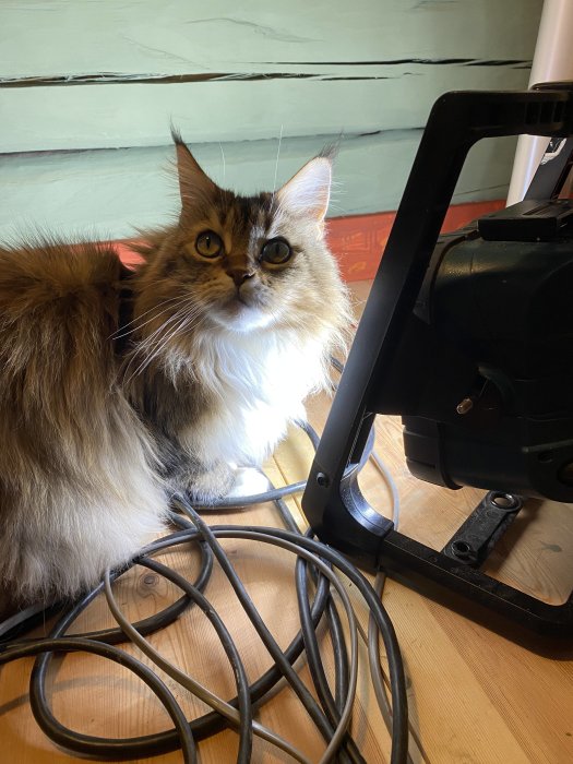 Långhårig katt tittar upp bredvid en lampa och sladdar på ett trägolv.