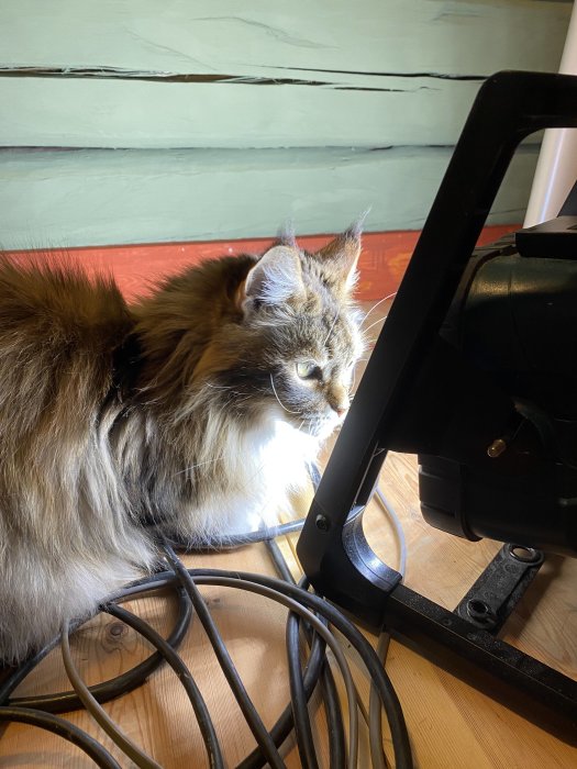 Långt hårig katt som ligger på golvet och solar sig under en lampa, omgiven av sladdar.