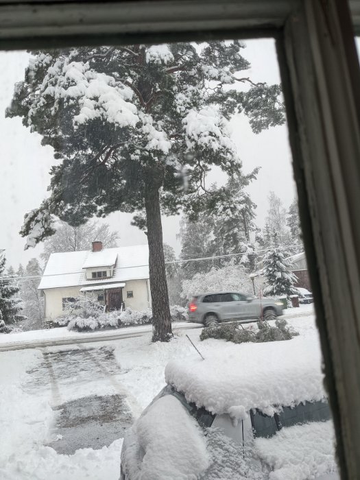 Vy genom fönster av höga tallar täckta av snö med avbrutna grenar på marken efter snöfall.