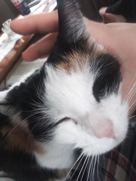 En tricolor katt som myser medan en person klappar den på huvudet.