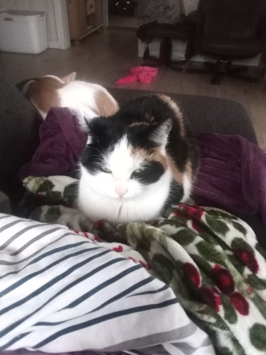 Tricolor katt som ligger på en randig kudde och grönt filttäcke, vill ha kel.