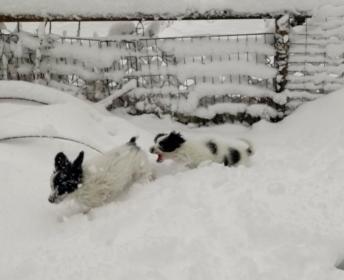 Två hundar leker i tjockt snötäcke med snöklädd staket i bakgrunden.