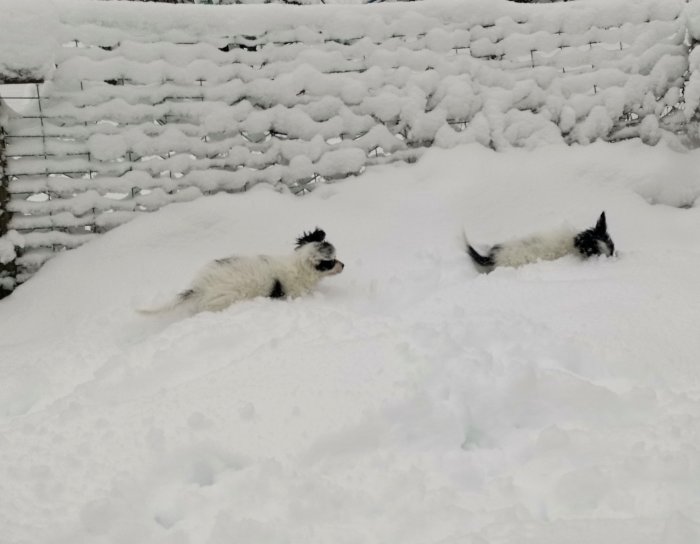 Två hundar leker i en trädgård täckt av tjockt snötäcke.