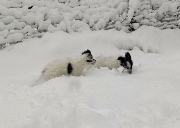 Hund leker glatt i djup, nysnö med snötäckta buskar i bakgrunden.