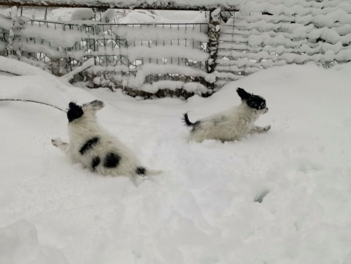 Två hundar leker i en trädgård täckt med ett tjockt lager nysnö.