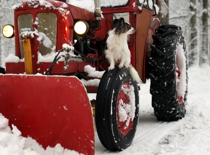 Hund sitter på ett snötäckt traktordäck medan skog omger den snöiga scenen.