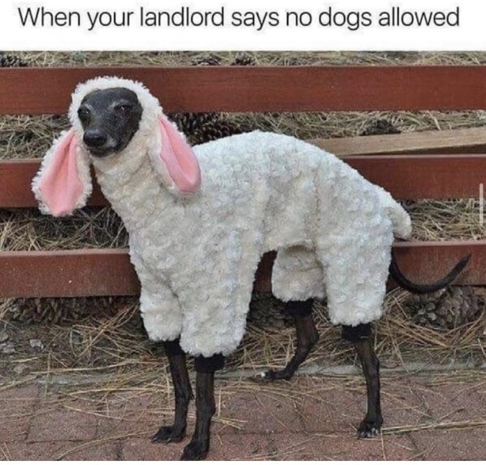 En hund klädd i en fårdräkt med rosa öron står framför en träpanel.