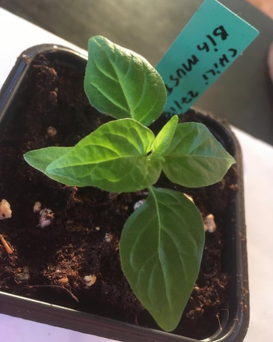 Ung planta med gröna blad i kruka märkt med "Big Mustard Mama" på en blå etikett.