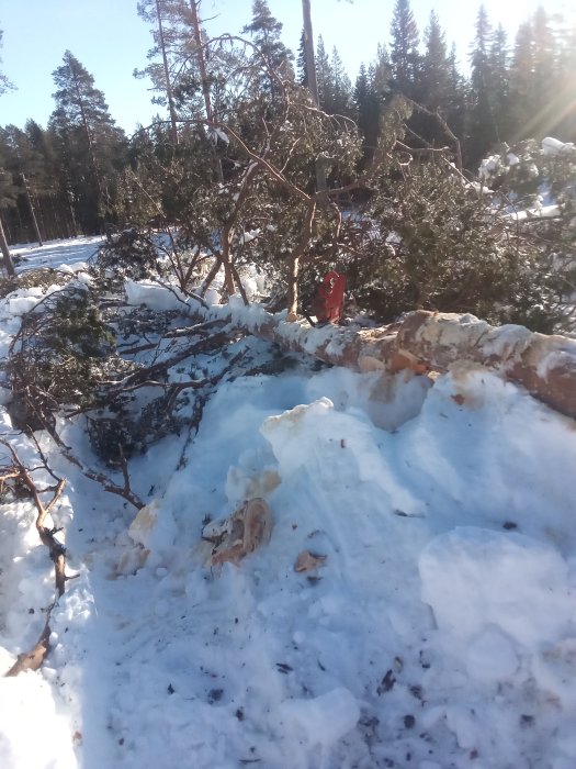 Vindfällen och motorsåg i skogsmiljö täckt av snö med synligt grenverk och solsken.