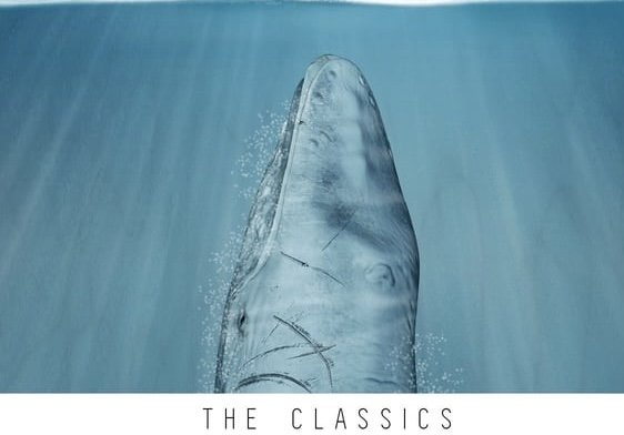 En val som dyker i vattnet, bildtext "THE CLASSICS