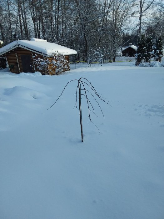 En ung trädplanta böjer sig under snötäcket i en trädgård med ett snöbeklätt trädhus i bakgrunden.