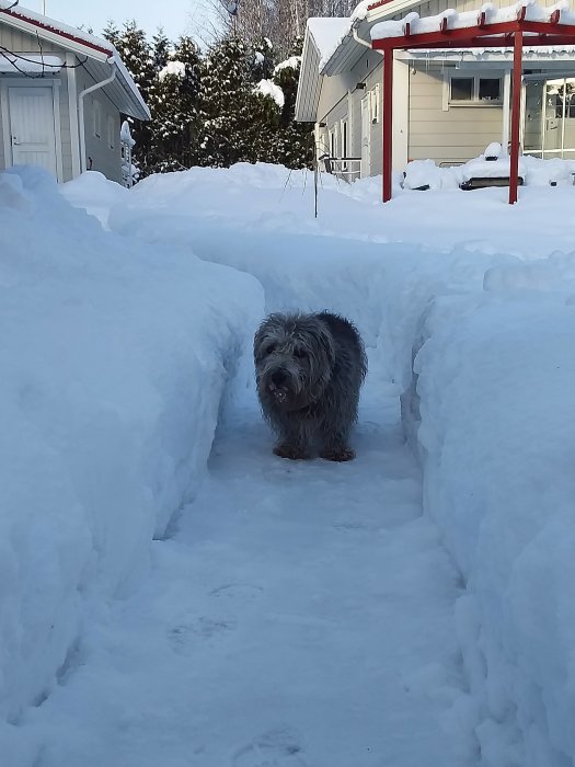 Hund står i en snöig passage som är grävd genom en djup snödriva mellan hus.
