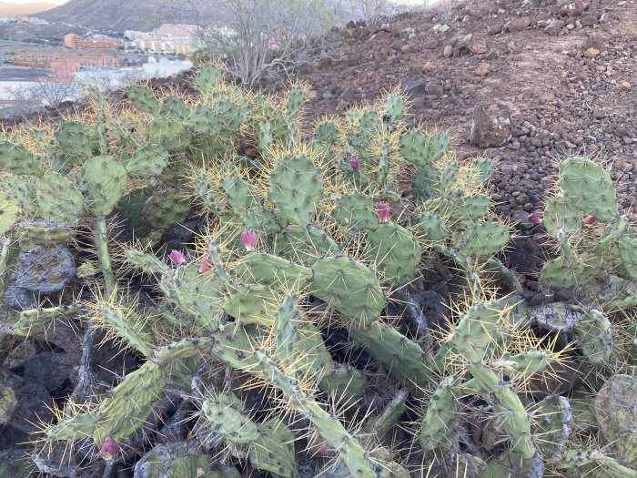 Kaktusar med långa gula taggar och rosa blommor mot en stenig terräng och en stad i bakgrunden.