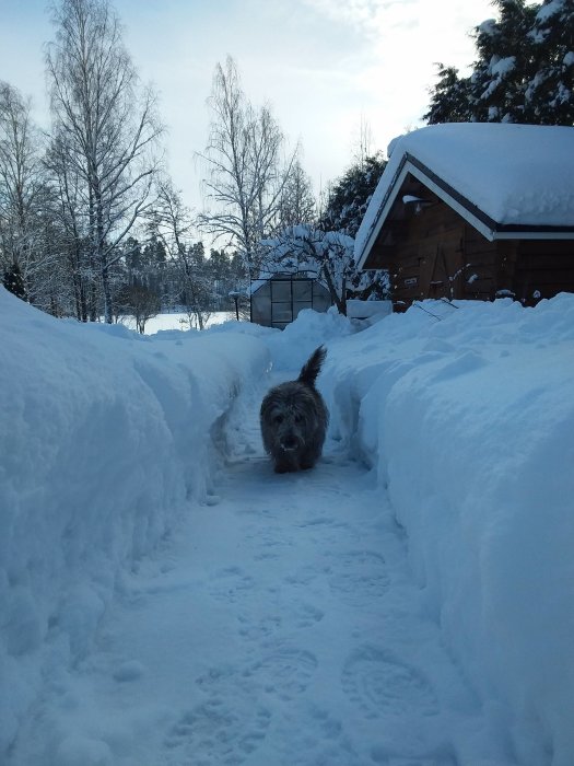 Hund står i en snöig gång mellan höga snövallar med byggnader i bakgrunden.