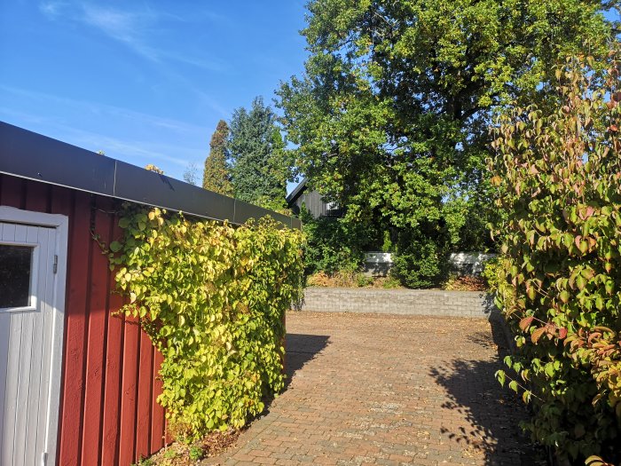 Stor stenlagd uppfart vid röd träbyggnad med klätterväxt och träd i bakgrunden.