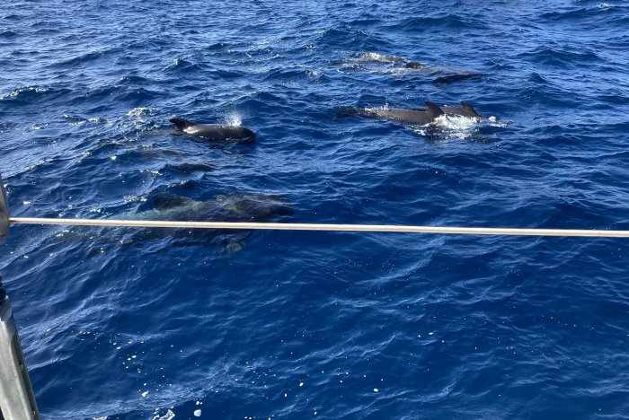 Grupp av delfiner simmar i det djupblå havet vid en båts kant.