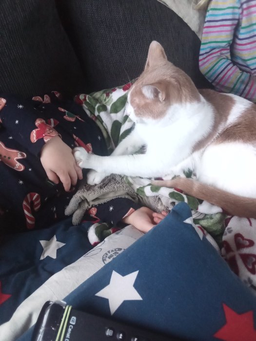 En katt som håller tass med en sovande pojke på en soffa med täcken.