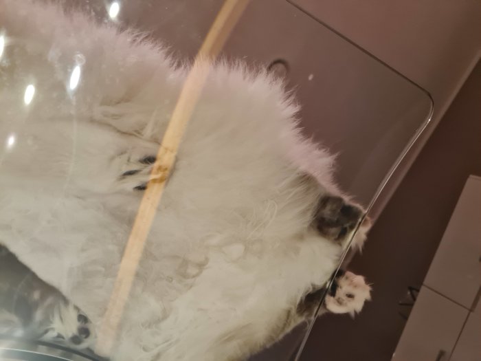 Katt sedd uppifrån genom glasbord, synliga tass och del av pälsen.