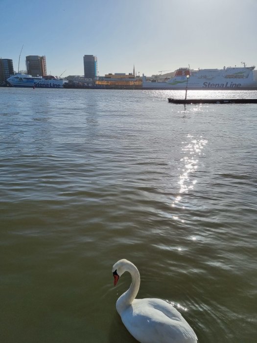Svan i förgrunden med Stena Line-färja och stadssiluett i bakgrunden på soligt hav.