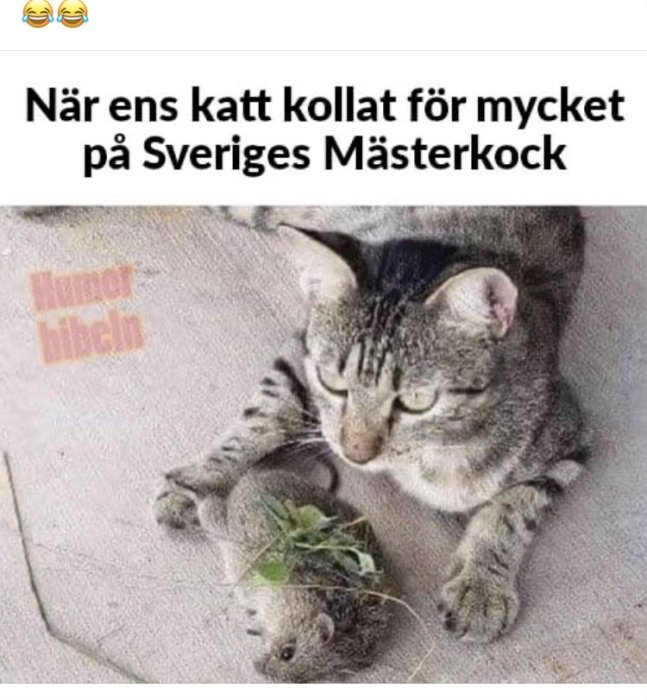 Katt tittar ner på en mus som ligger bredvid ett litet grönt blad.