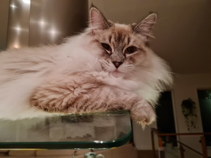 Långhårig katt vilar på glasbord med fluffig päls och vaksamma ögon.